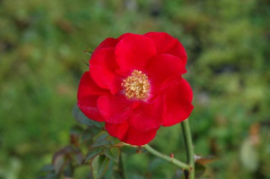 rose [Twenty-fifth]