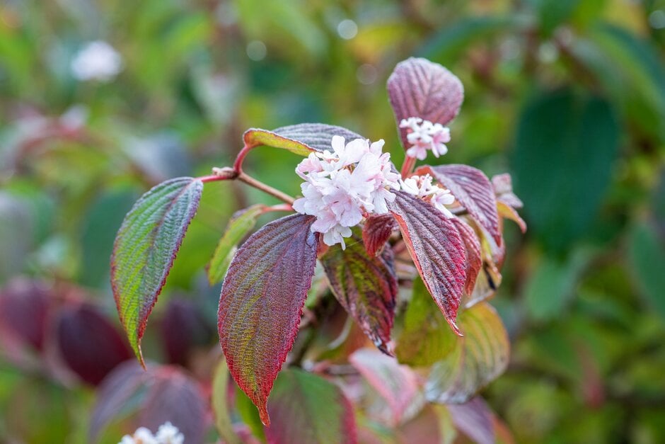 Japanese snowball 'Rosace'