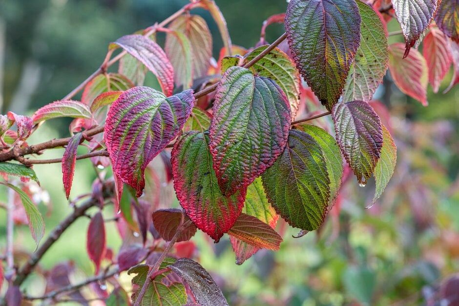 Japanese snowball 'Rosace'