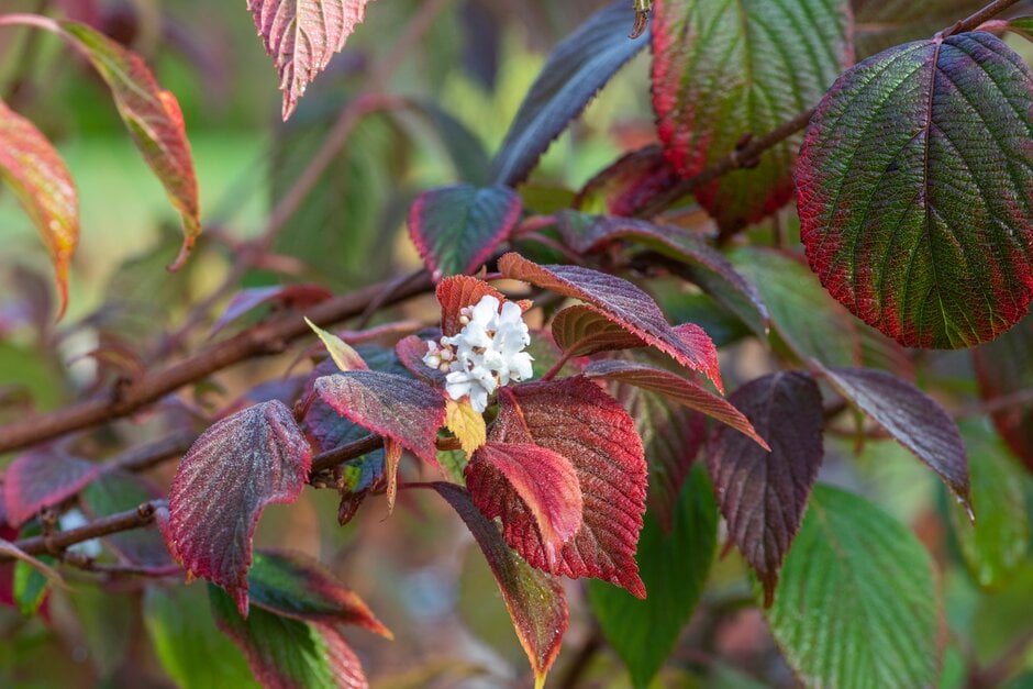 Japanese snowball 'Mary Milton'