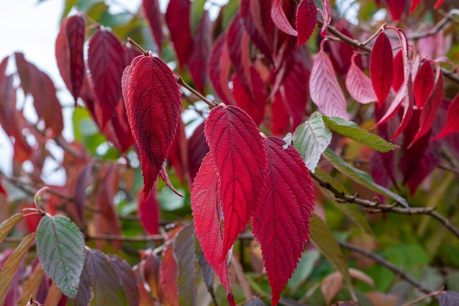 <i>Viburnum</i> <i>plicatum</i> f. <i>tomentosum</i> 'Summer Pastel'