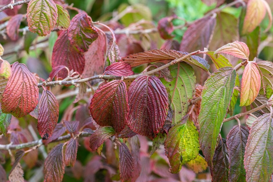 <i>Viburnum</i> <i>plicatum</i> f. <i>tomentosum</i> prostrate
