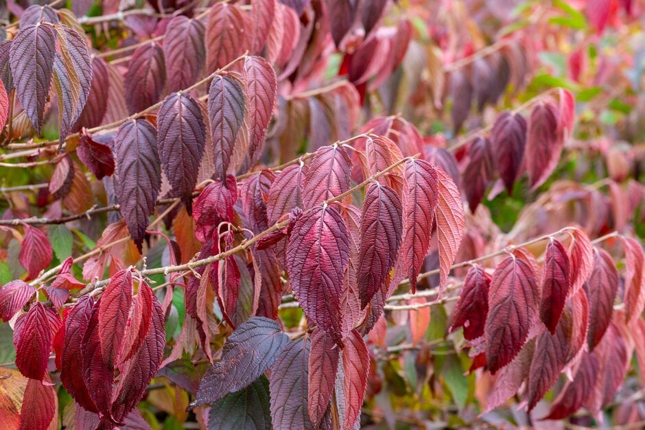 <i>Viburnum</i> <i>plicatum</i> f. <i>tomentosum</i> 'Brockhurst'