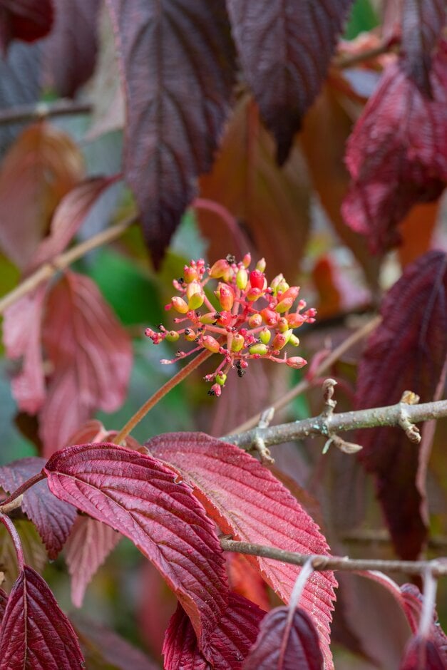 <i>Viburnum</i> <i>plicatum</i> f. <i>tomentosum</i> 'Brockhurst'