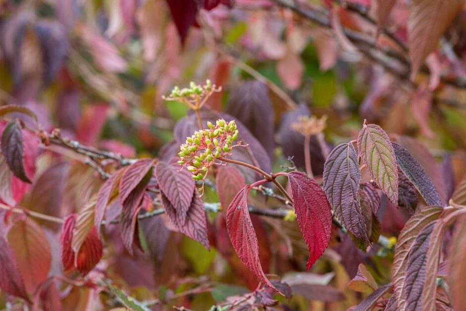 Japanese snowball 'Mariesii'
