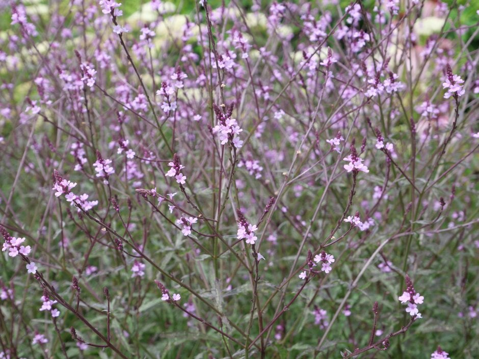 vervain 'Bampton'
