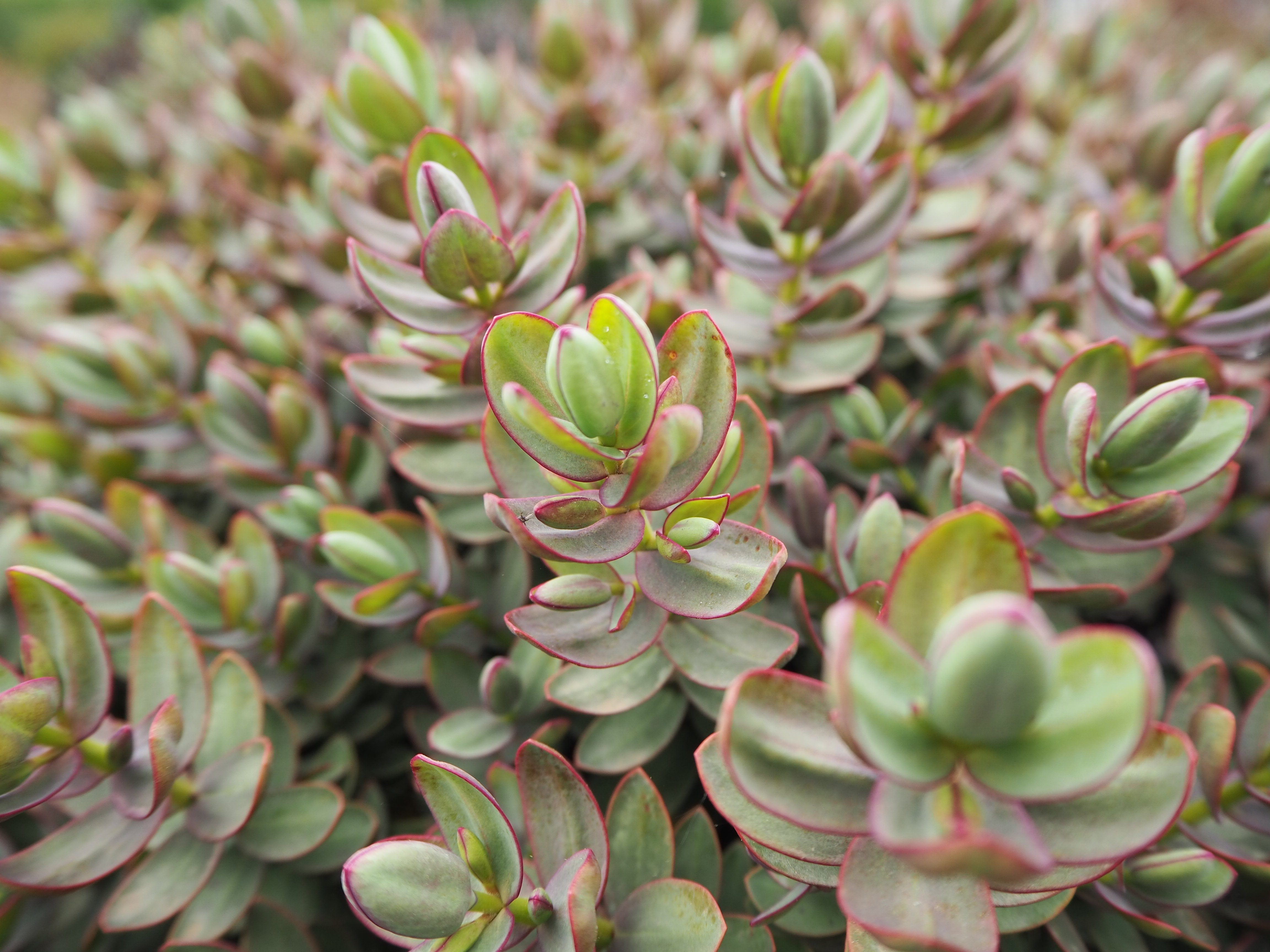 hebe 'Red Edge'
