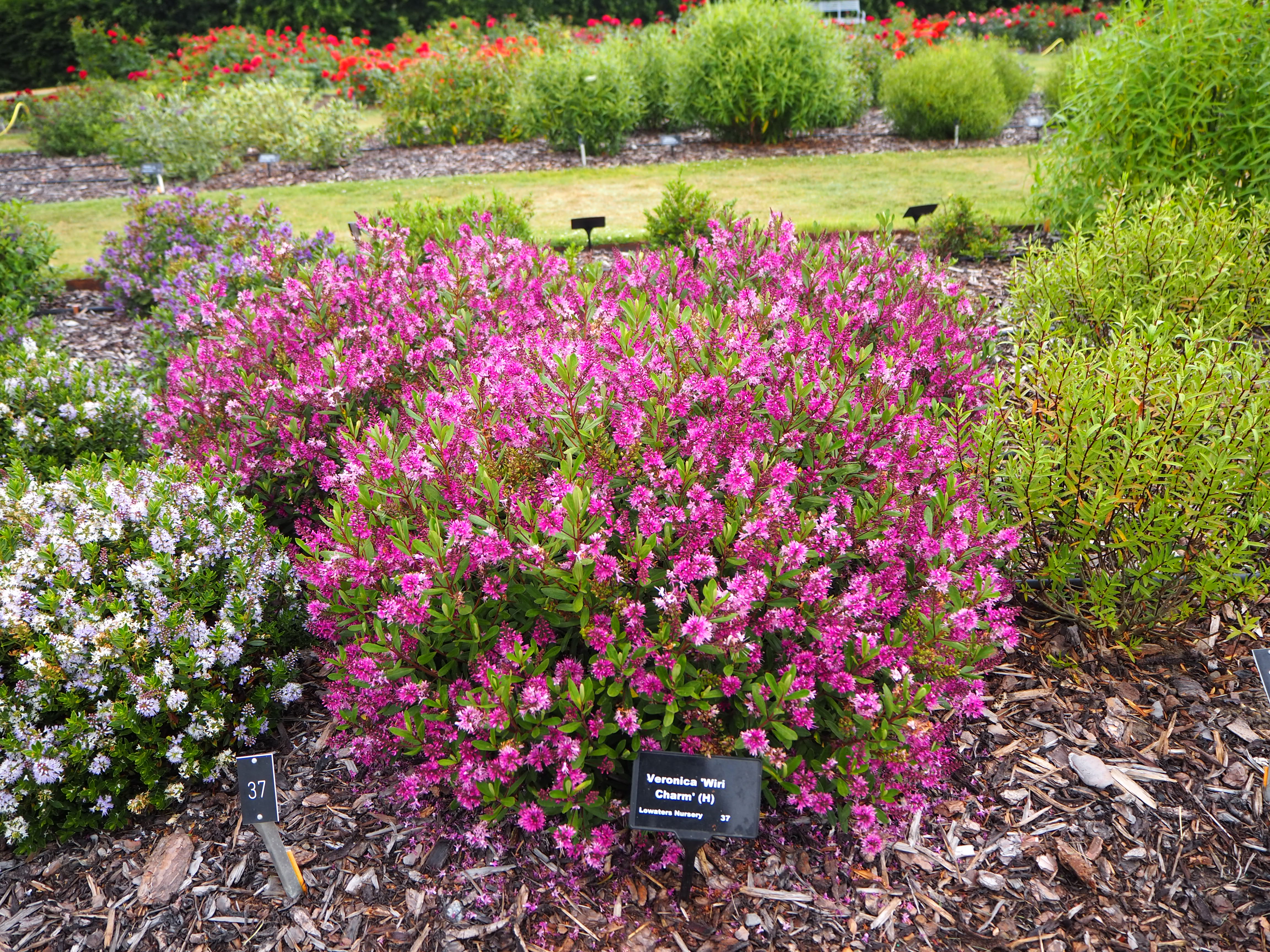 hebe 'Wiri Charm'