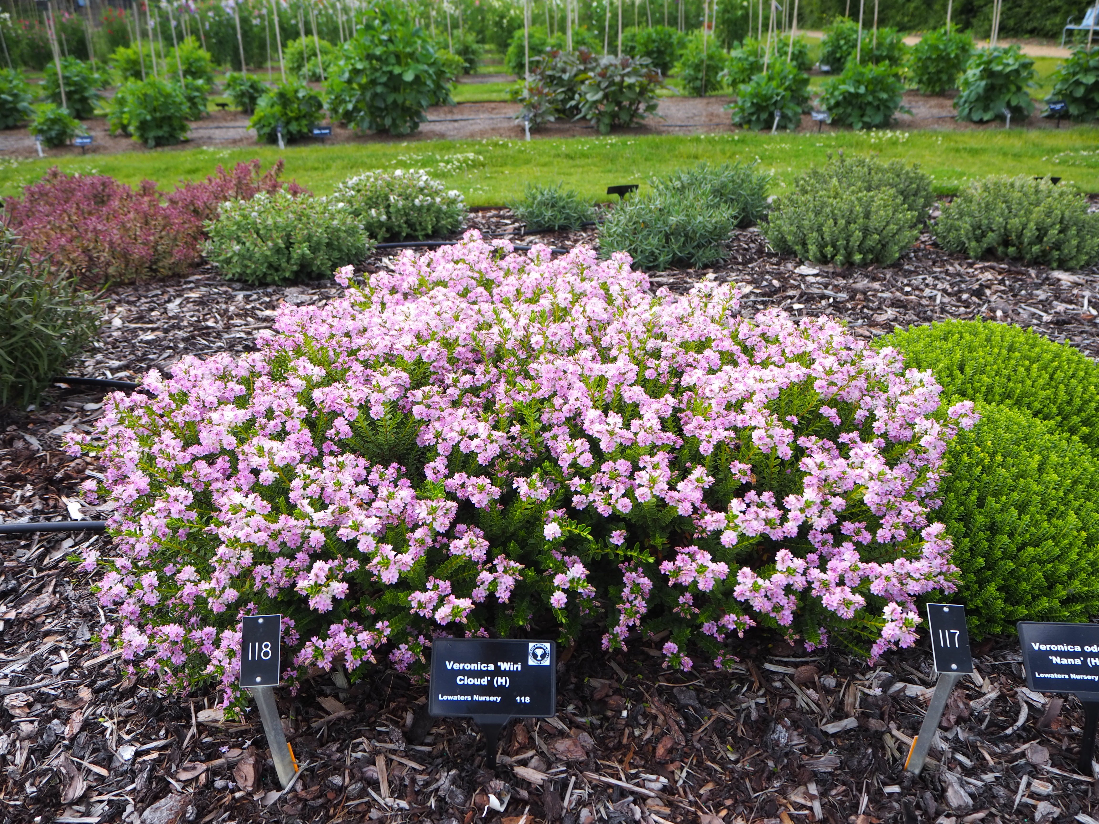 hebe 'Wiri Cloud'