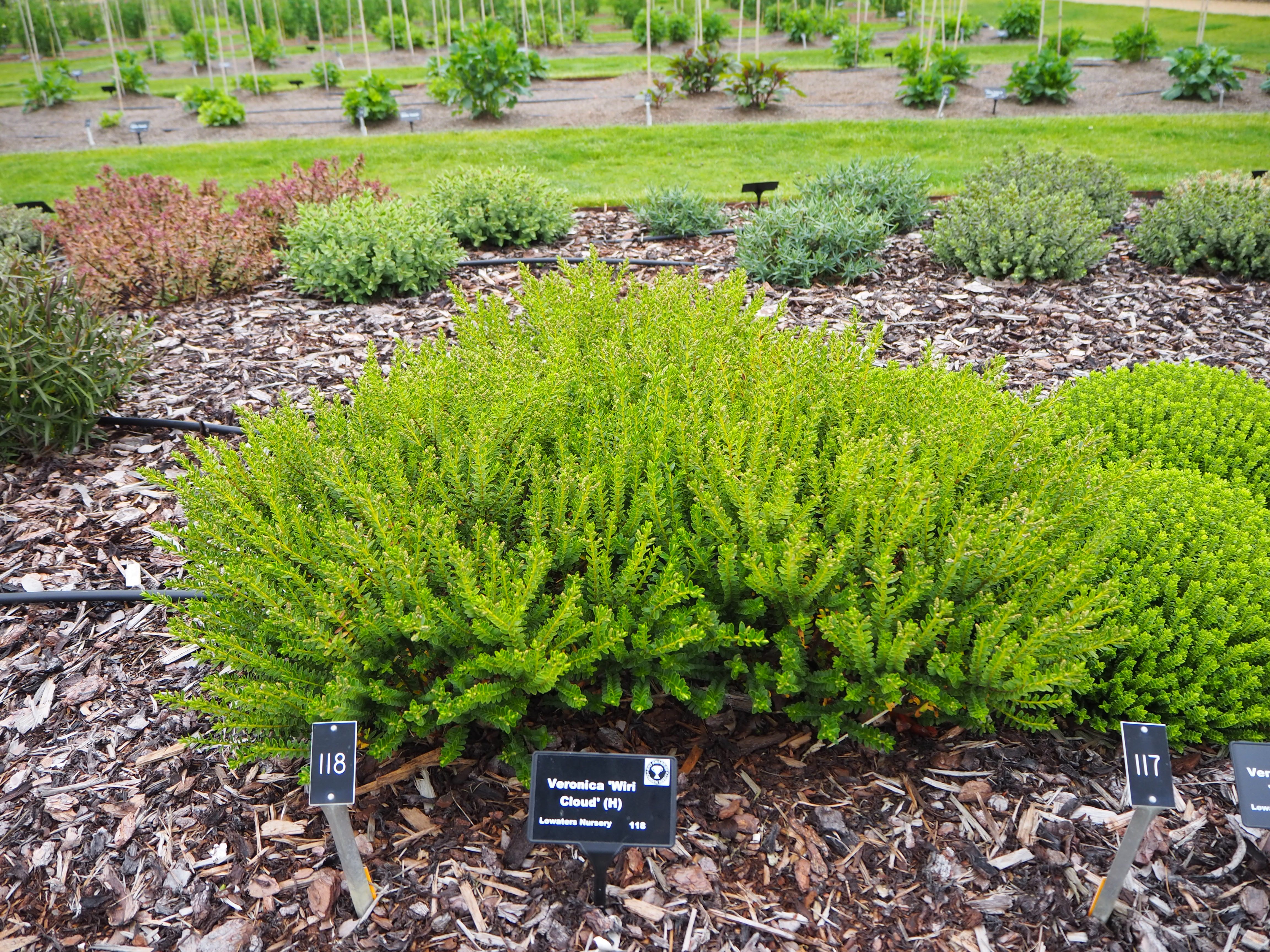 hebe 'Wiri Cloud'