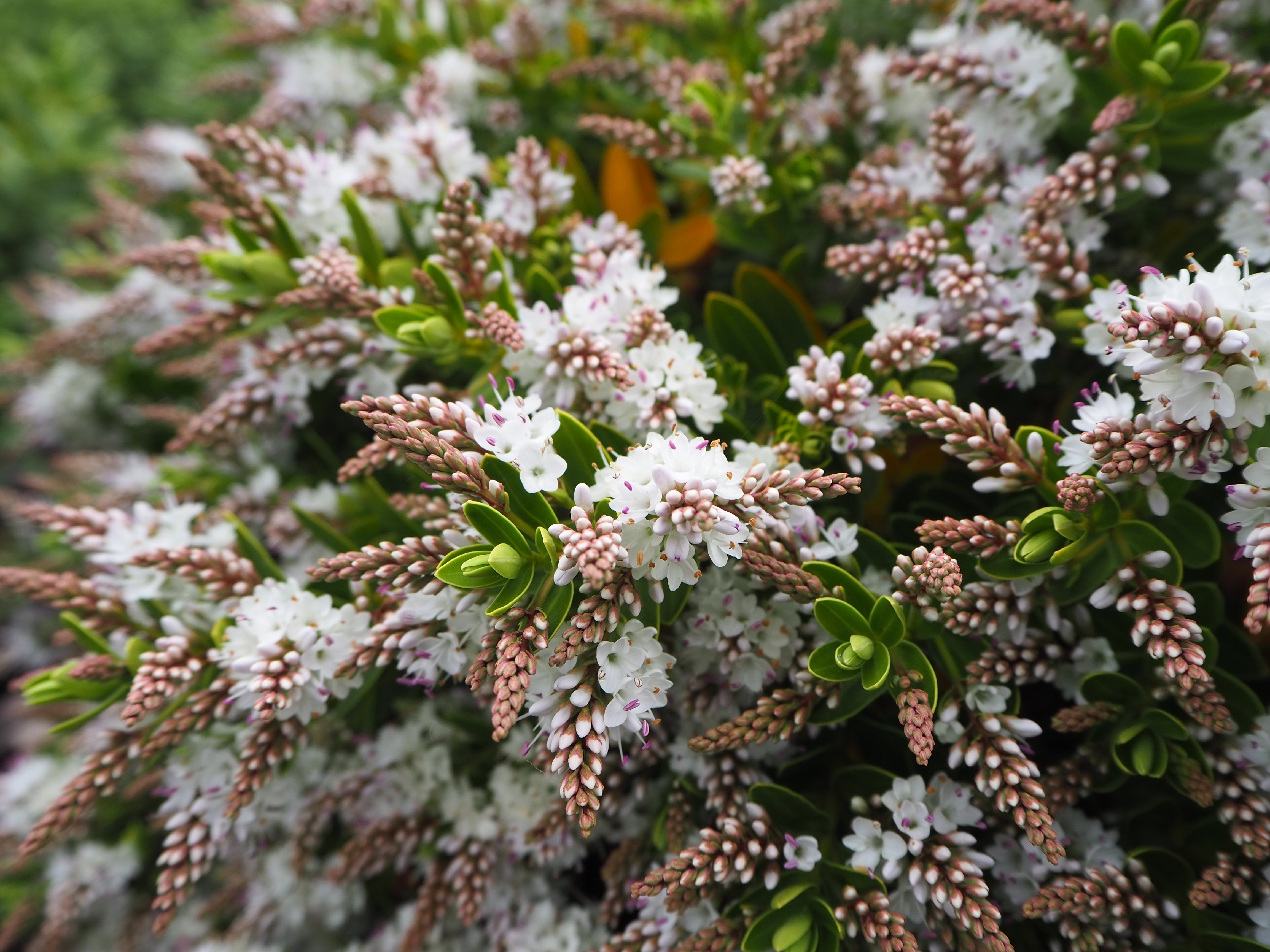 hebe 'Wiri Mist'