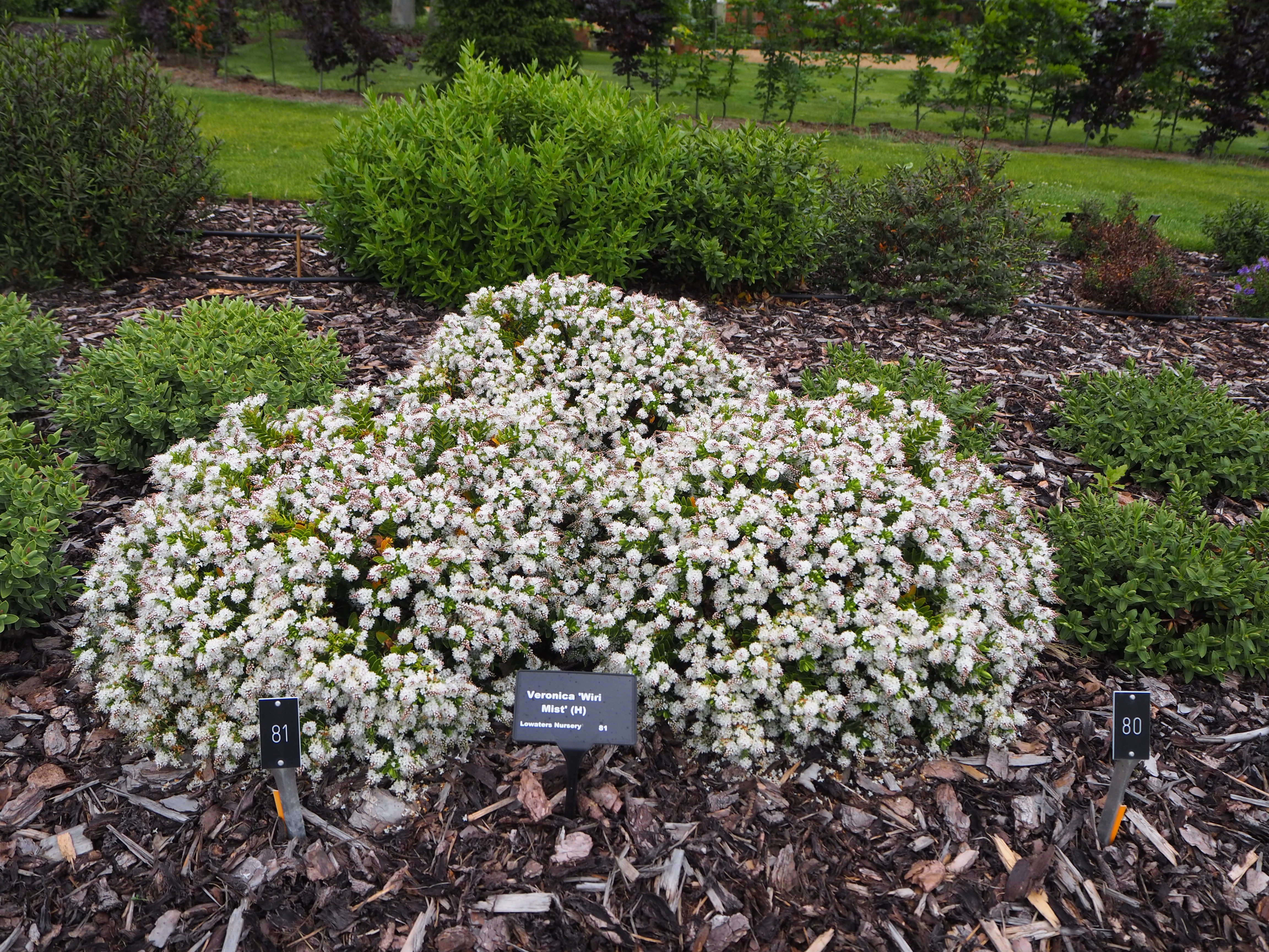 hebe 'Wiri Mist'
