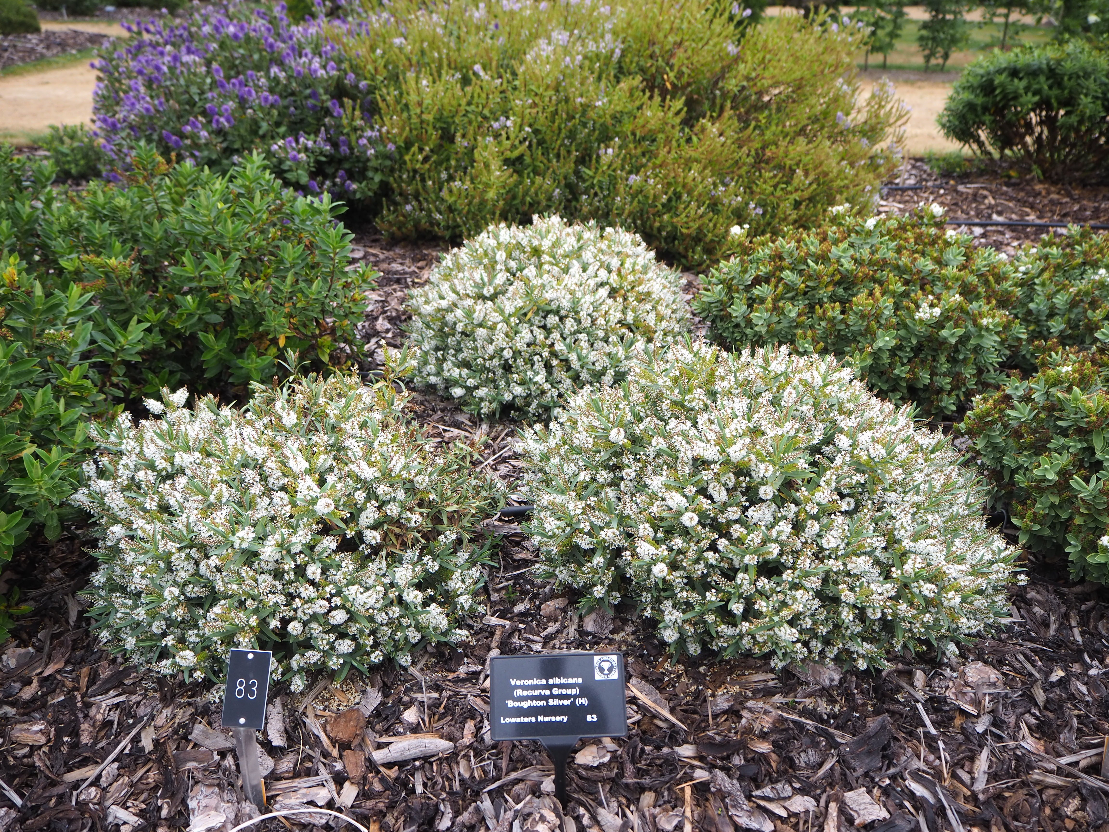 hebe 'Boughton Silver'