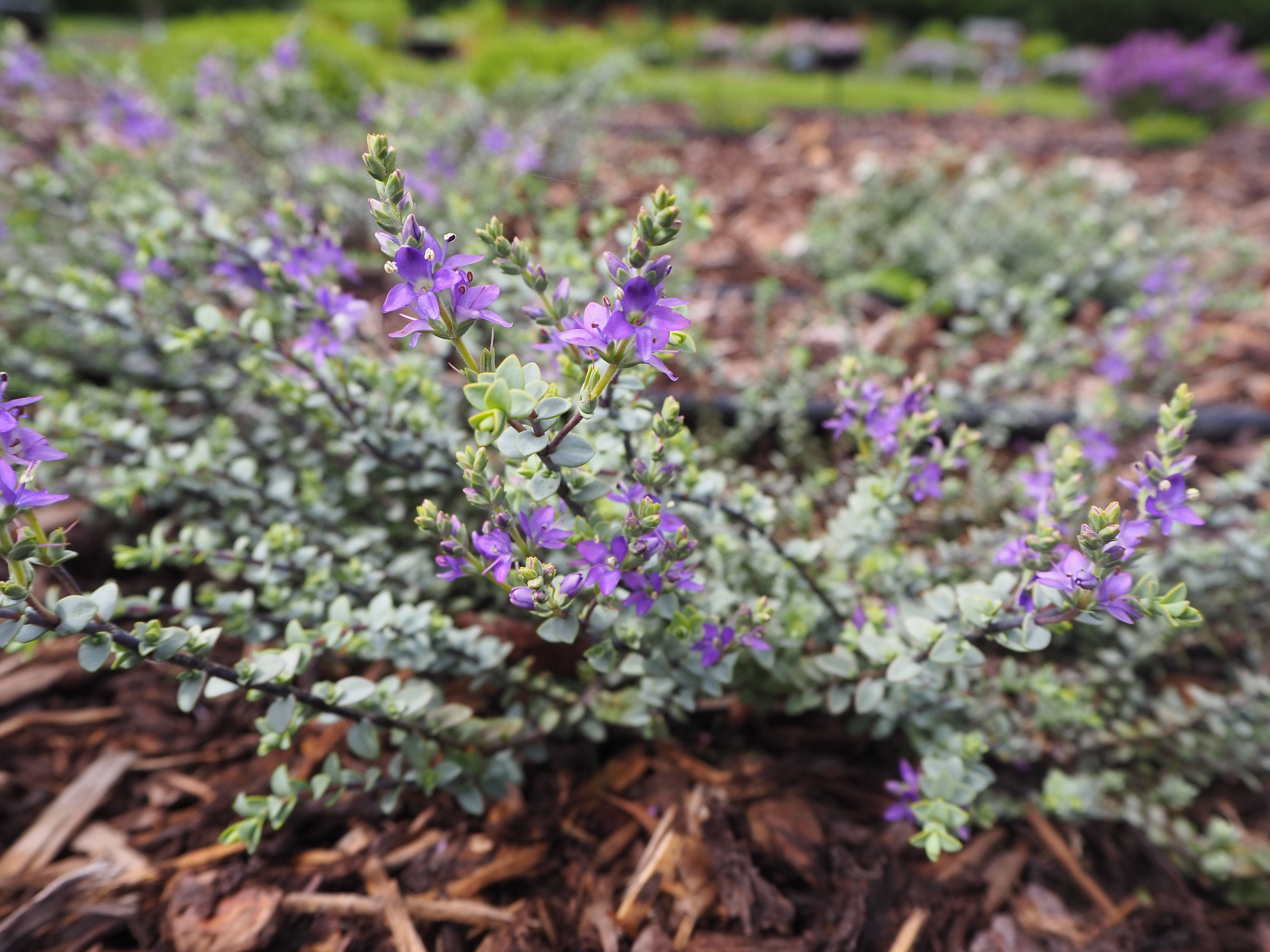 hebe 'Quicksilver'