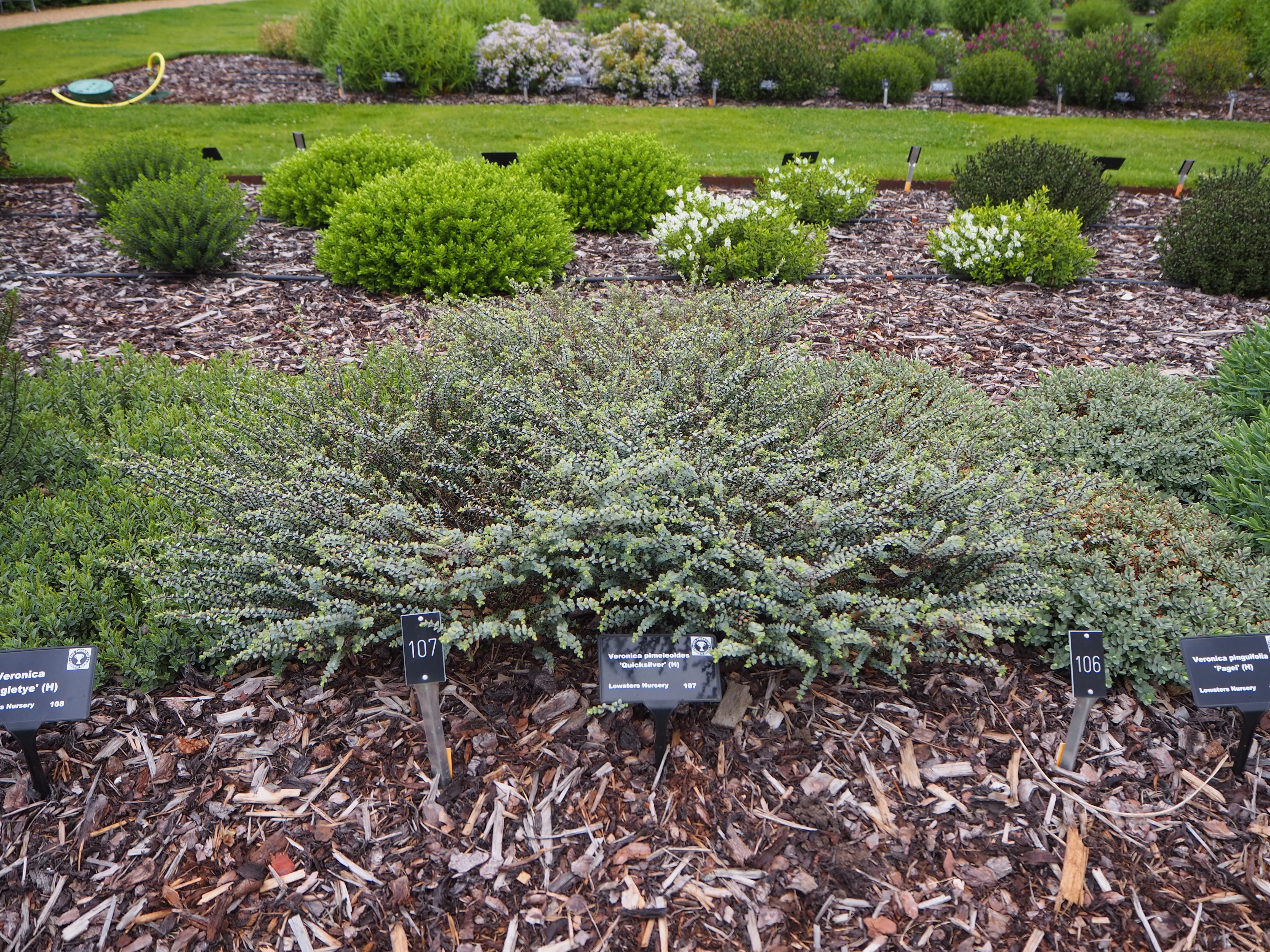 hebe 'Quicksilver'