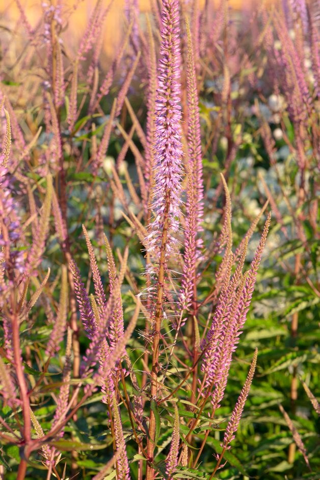 Culver's root 'Adoration'