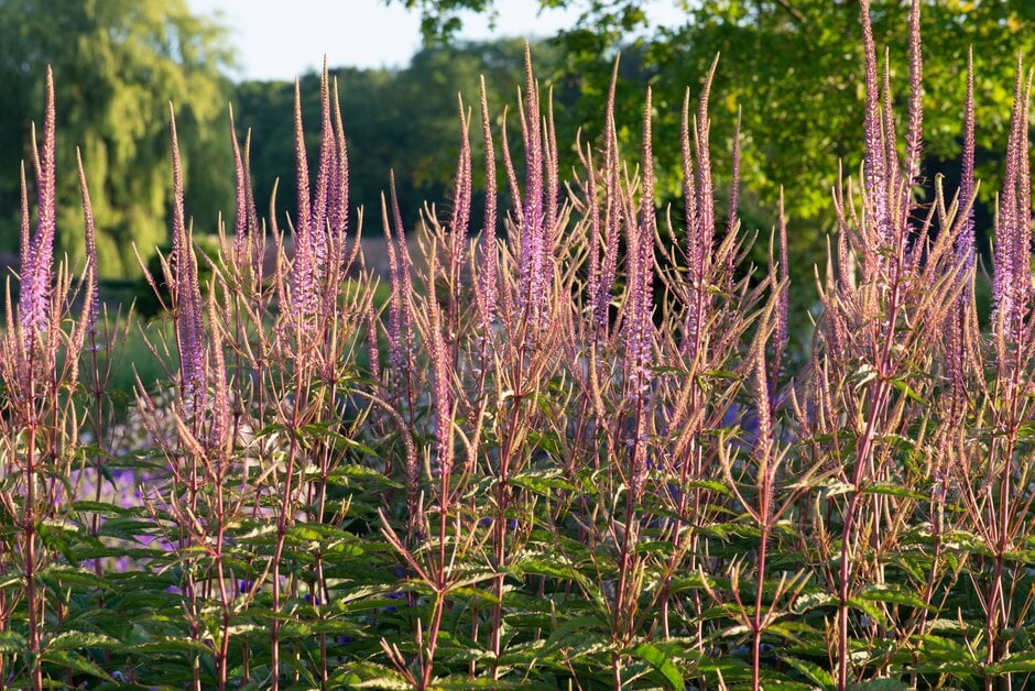 Culver's root 'Adoration'