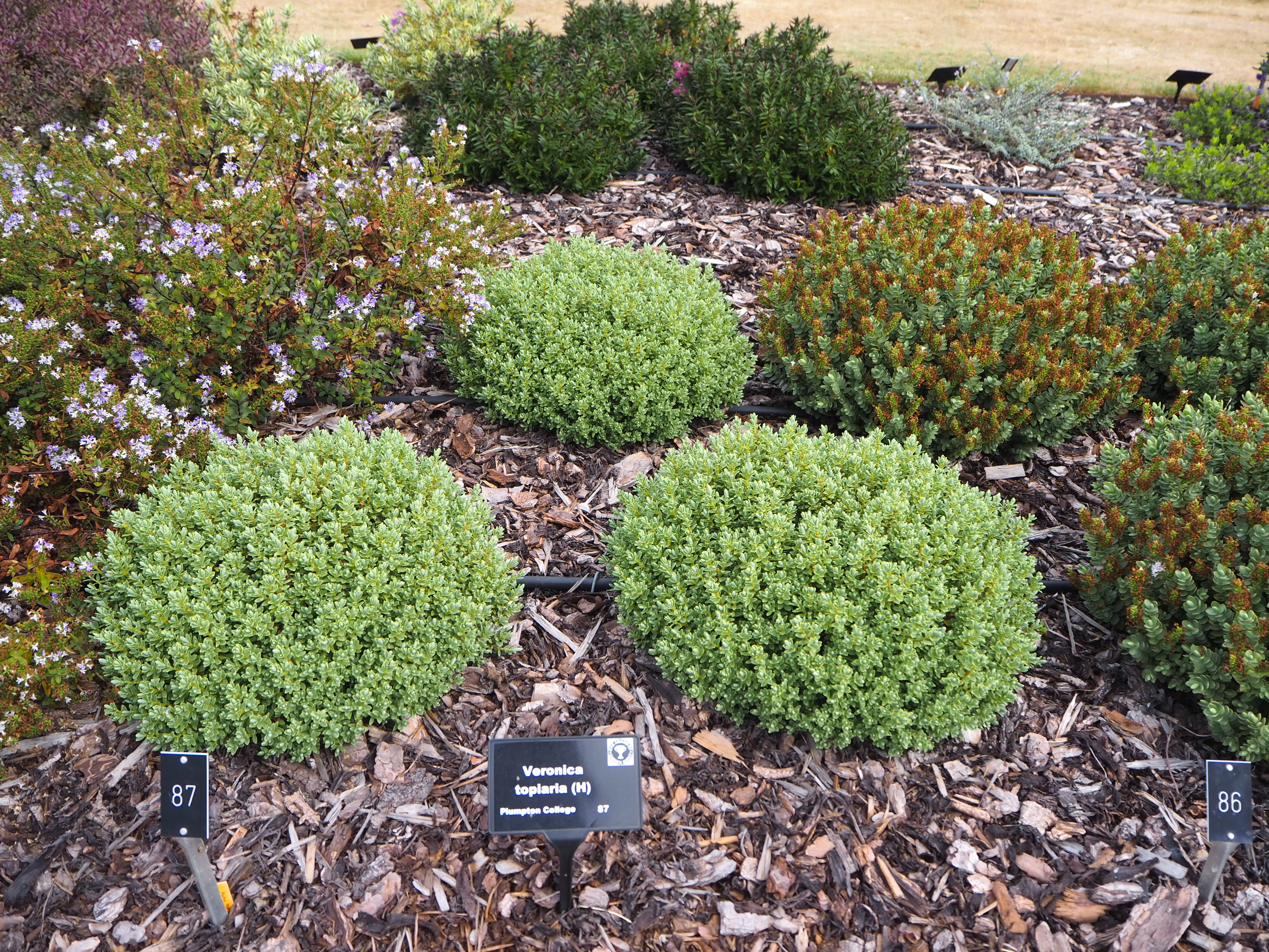 topiarist's hebe