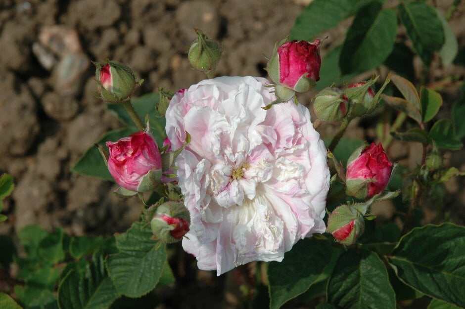 Rosa  centifolia 'Unique Panache' (Ce)|cottage maid rose/RHS Gardening
