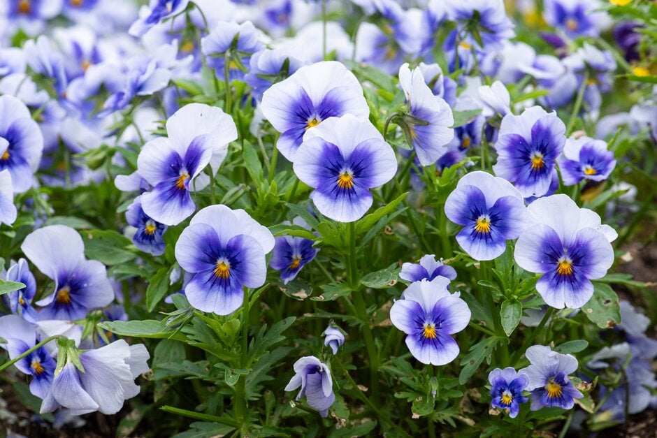 viola 'Bel Viso Beacon Flash'