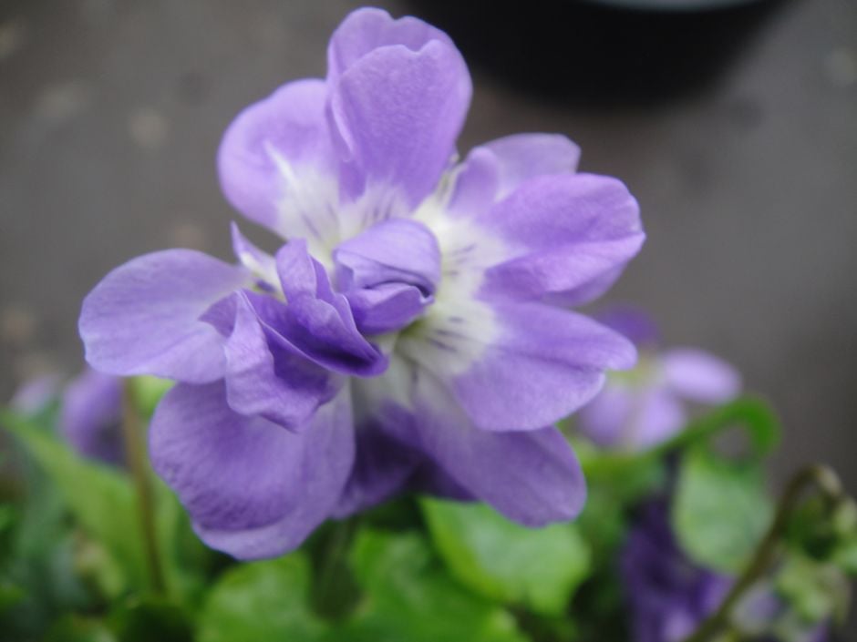 <i>Viola</i> 'Duchess'