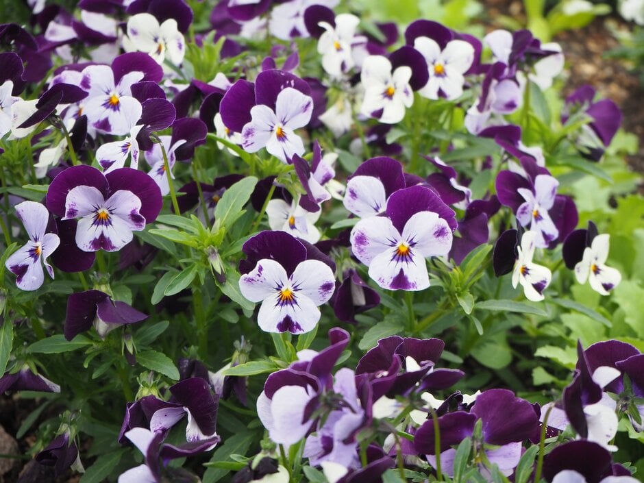 <i>Viola</i> <i>cornuta</i> 'Rocky Mickey' (Rocky Series)
