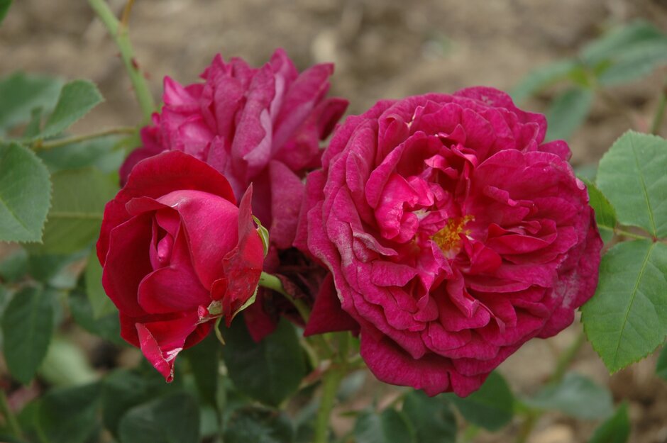 rose 'Vivid'