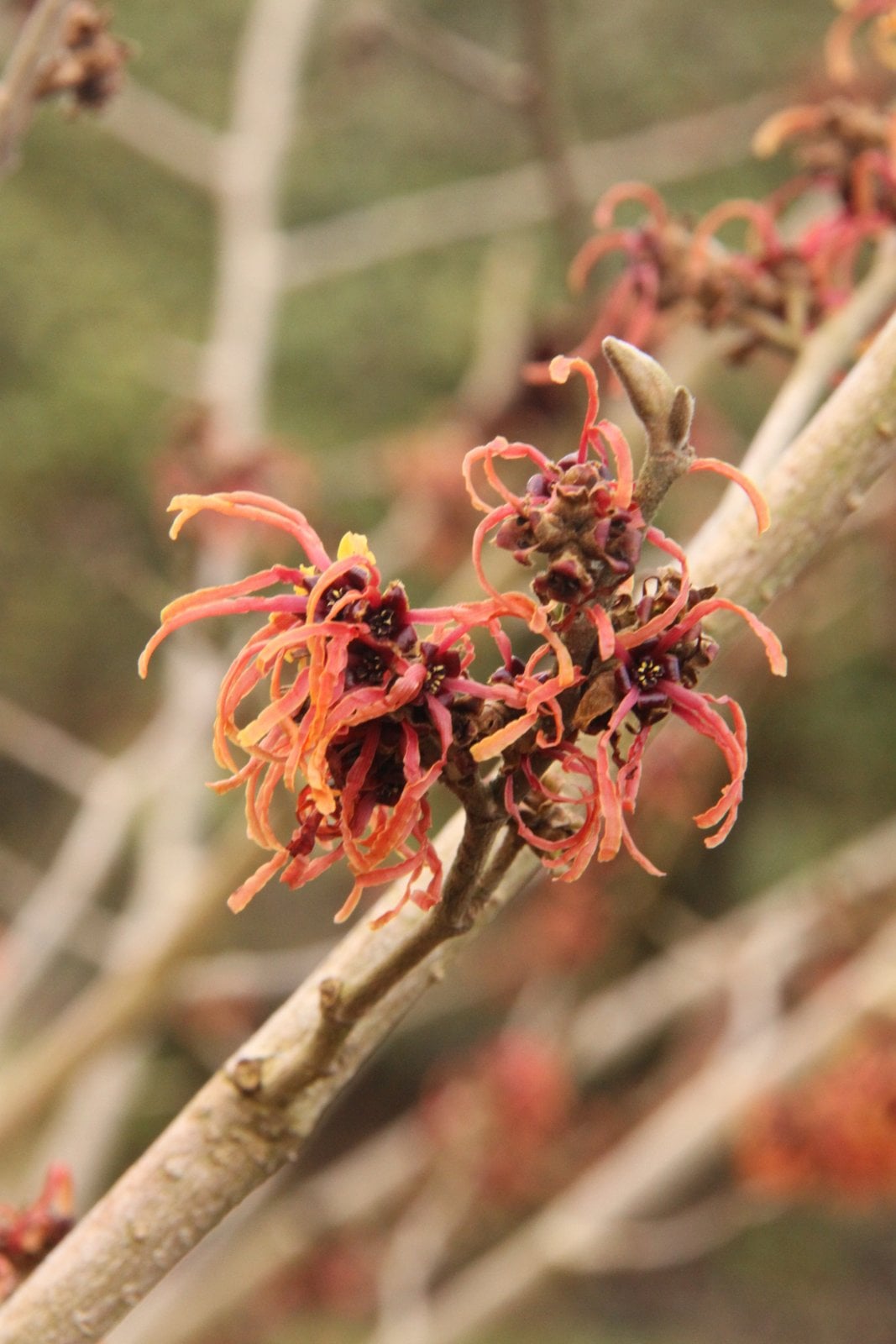 witch hazel 'Robert'