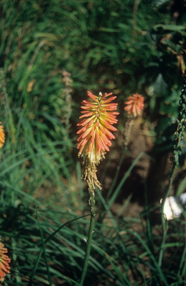 <i>Kniphofia</i> new mixed hybrids