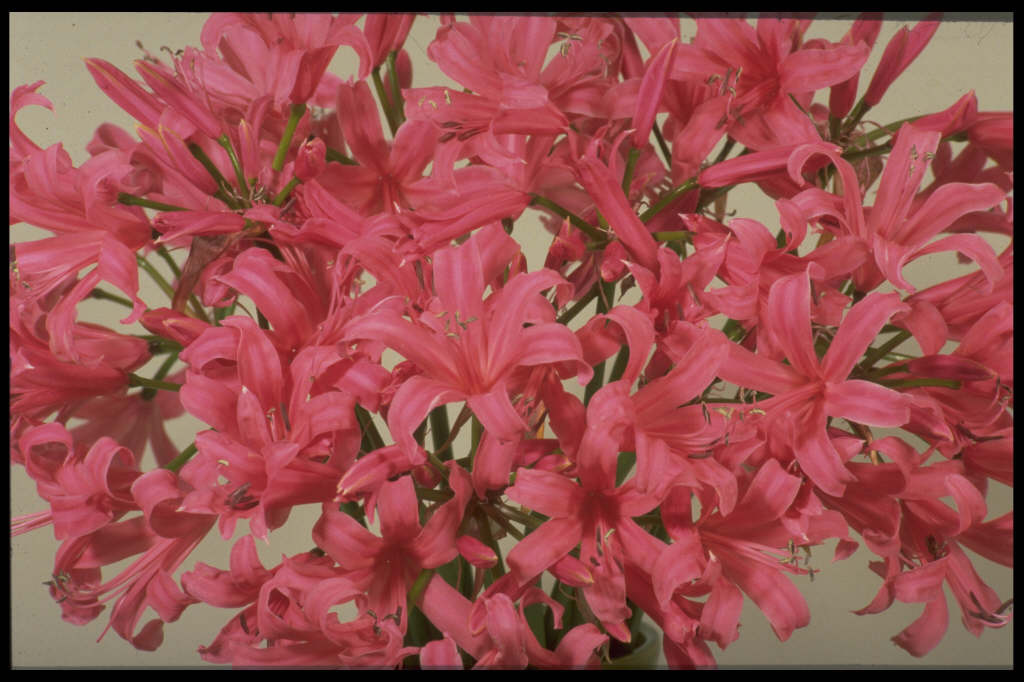 nerine 'Zeal Giant'
