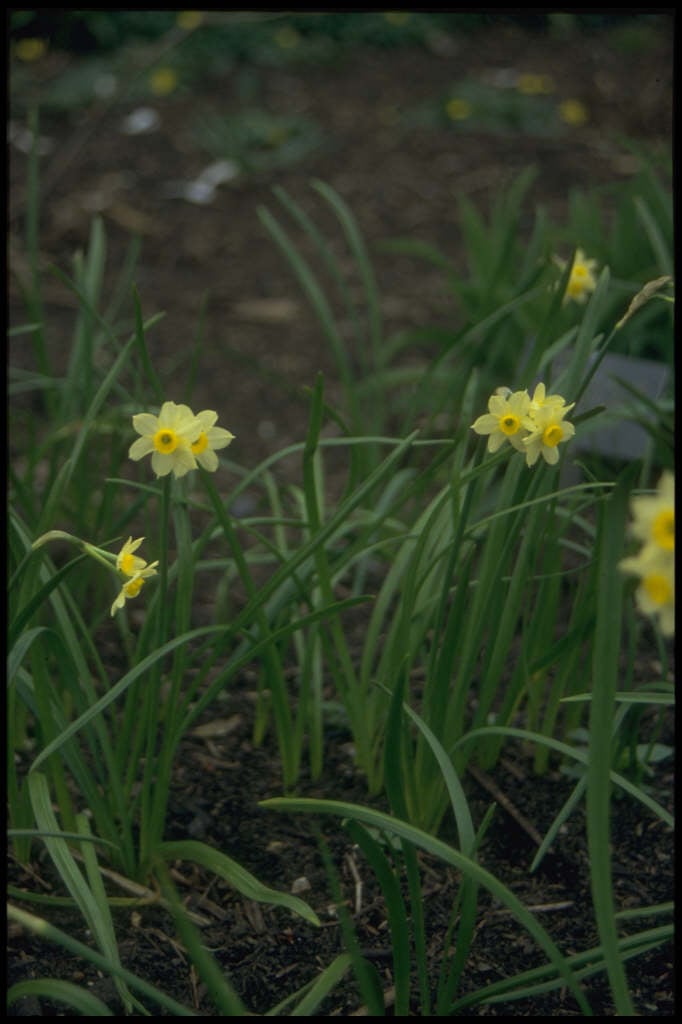 daffodil 'Minnow'