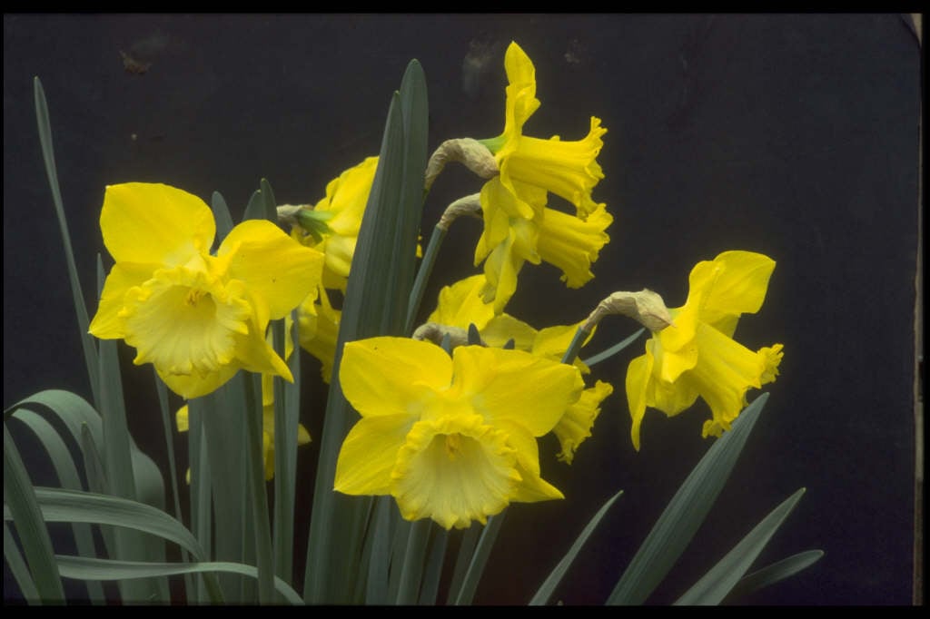 daffodil 'Spellbinder'