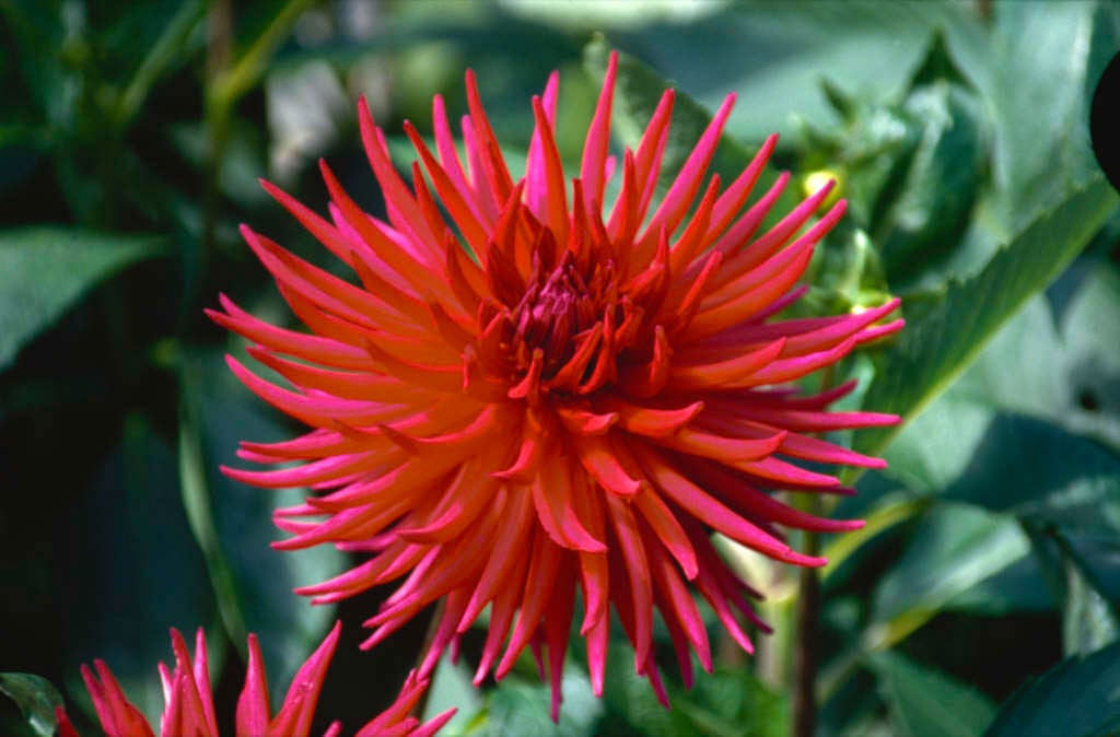 dahlia 'Hillcrest Royal'