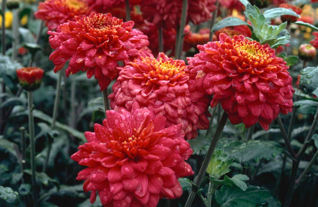 chrysanthemum 'Cherry Nathalie'
