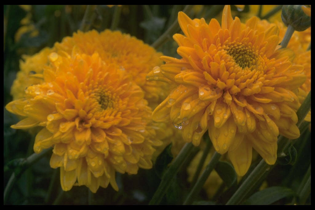 chrysanthemum 'Myss Madi'