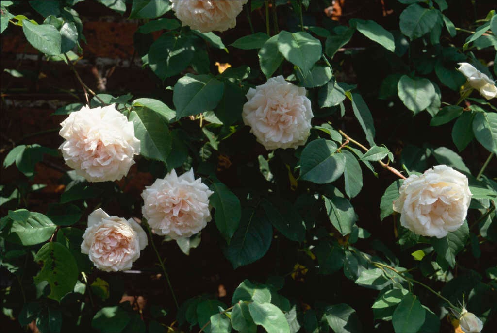 rose 'Madame Alfred Carrière'
