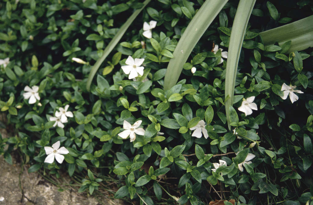 Vinca Minor F Alba White flowered Lesser Periwinkle Vinca Minor F Alba White flowered Lesser Periwinkle