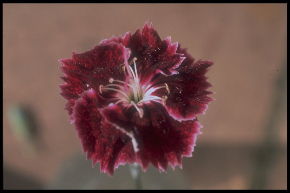 <i>Dianthus</i> 'Dark Star' (p)