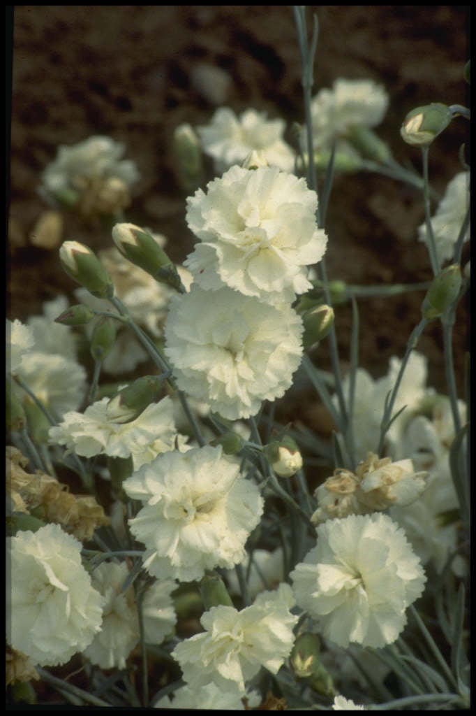 pink 'Devon Dove'