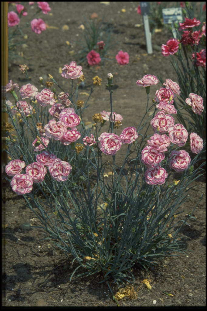 pink 'Gran's Favourite'