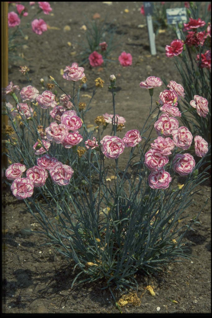 pink 'Gran's Favourite'
