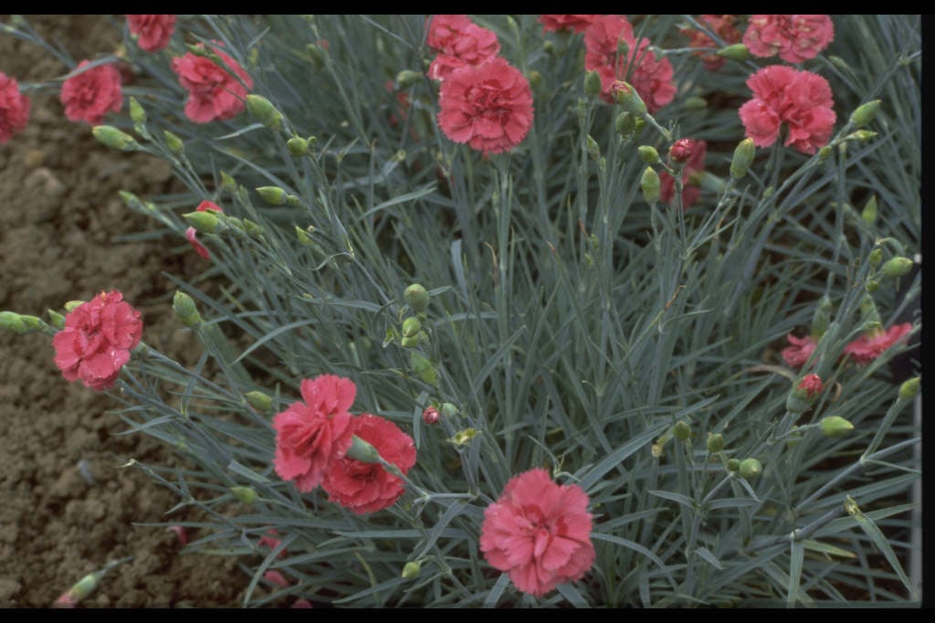 pink 'Houndspool Ruby'