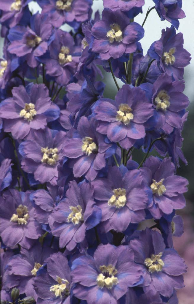 delphinium 'Giotto'