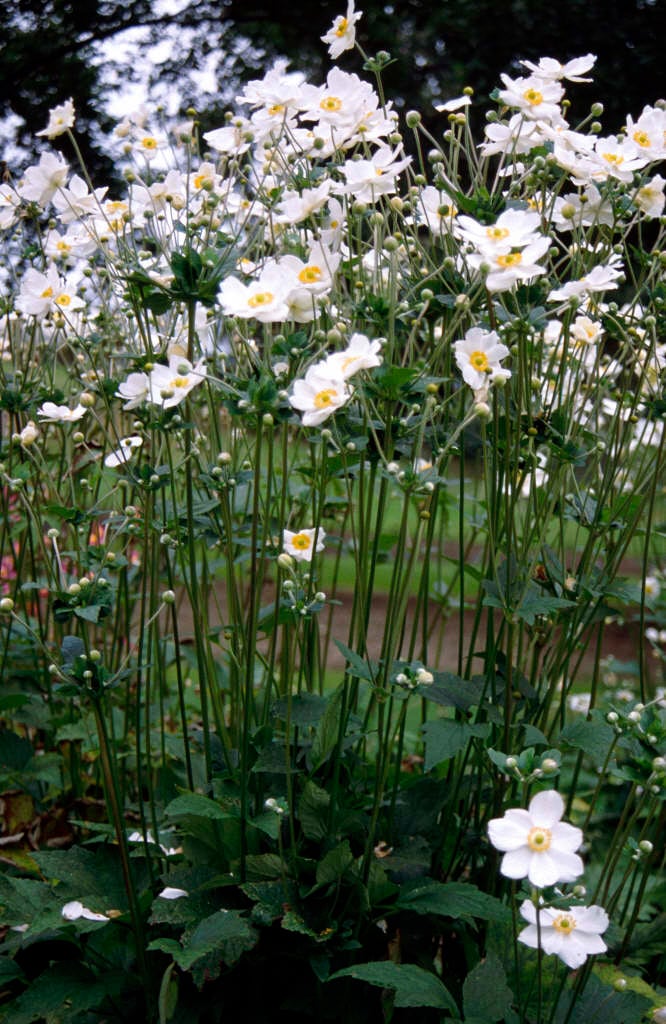 Anemone 'Honorine Jobert'|Japanese anemone 'Honorine Jobert'/RHS Gardening