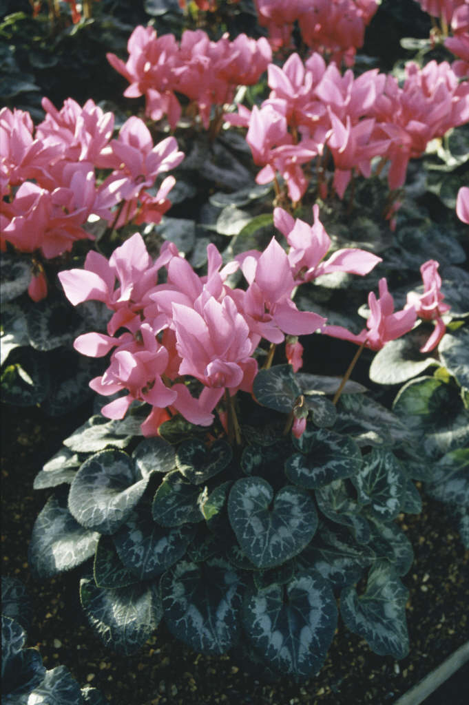 Persian cyclamen 'Halios Bright Fuchsia'