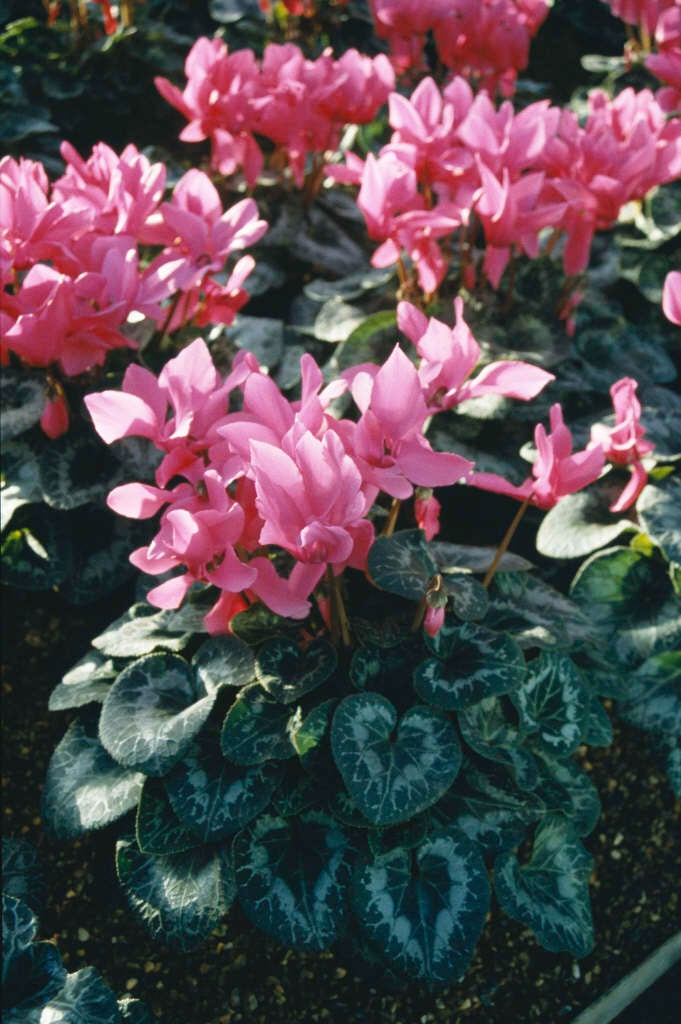 Persian cyclamen 'Halios Bright Fuchsia'