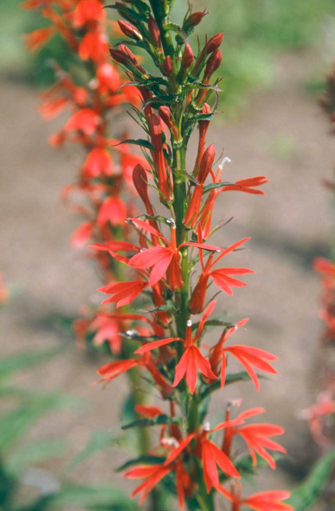 cardinal flower