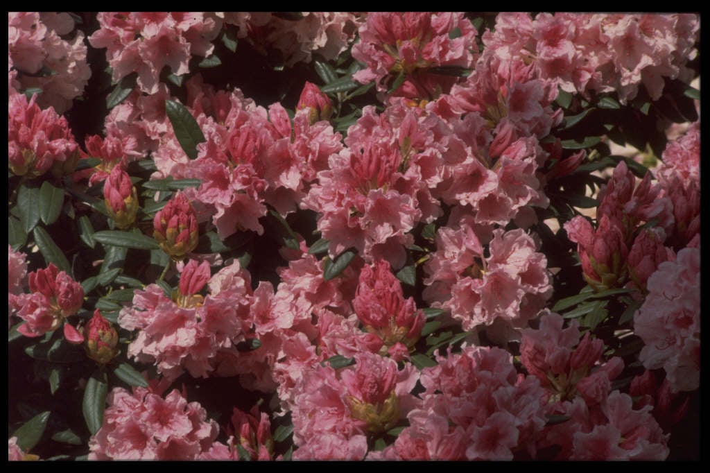 Rhododendron ‘Hydon Dawn’ | rhododendron ‘Hydon Dawn’/RHS Gardening