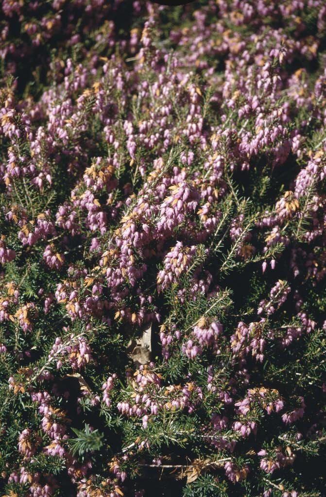 heather 'R.B. Cooke'