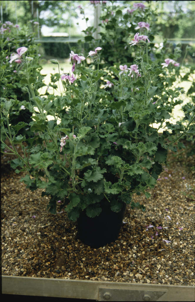 geranium 'Citriodorum'